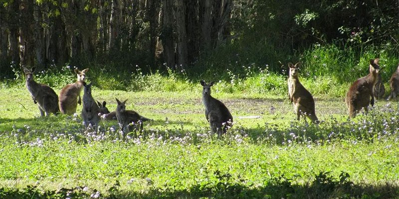 Coombabah Trail Run